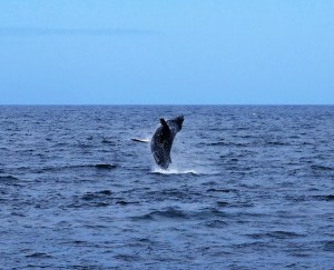 Humpback whale Tonga