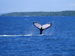 Humpback whale Tonga