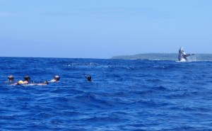 Humpback whale Tonga