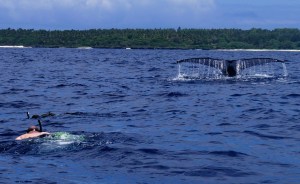 Humpback whale Tonga